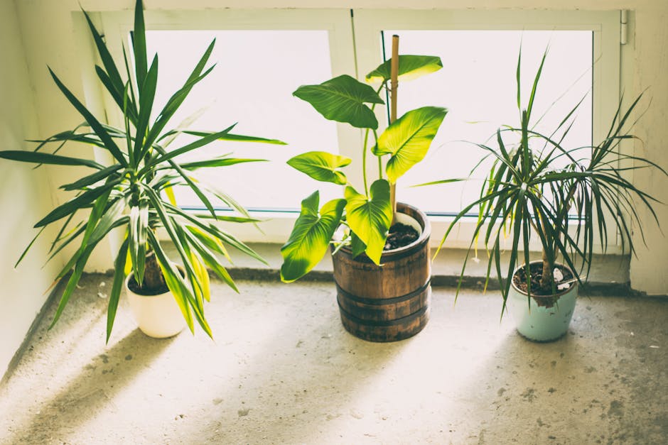 Las mejores plantas de interior resistentes a poca luz en sombra