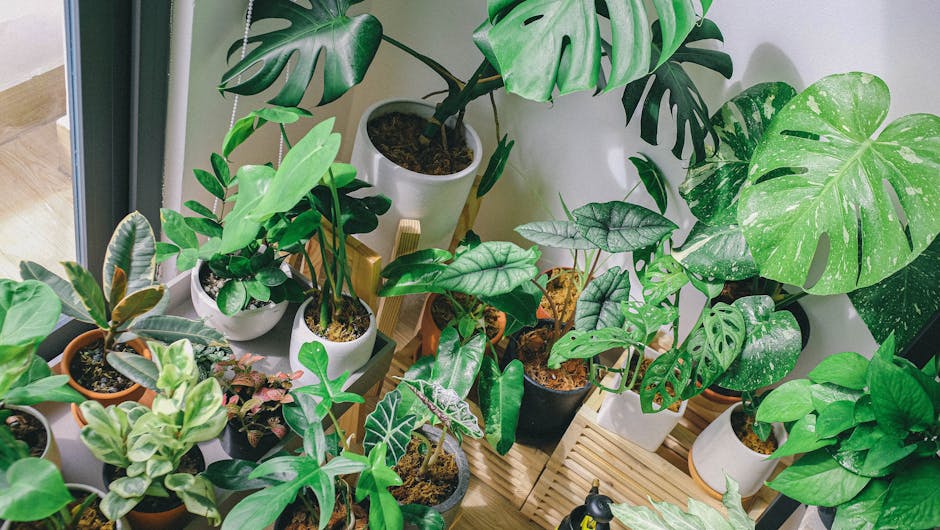 Las mejores plantas purificadoras de aire para decorar y limpiar