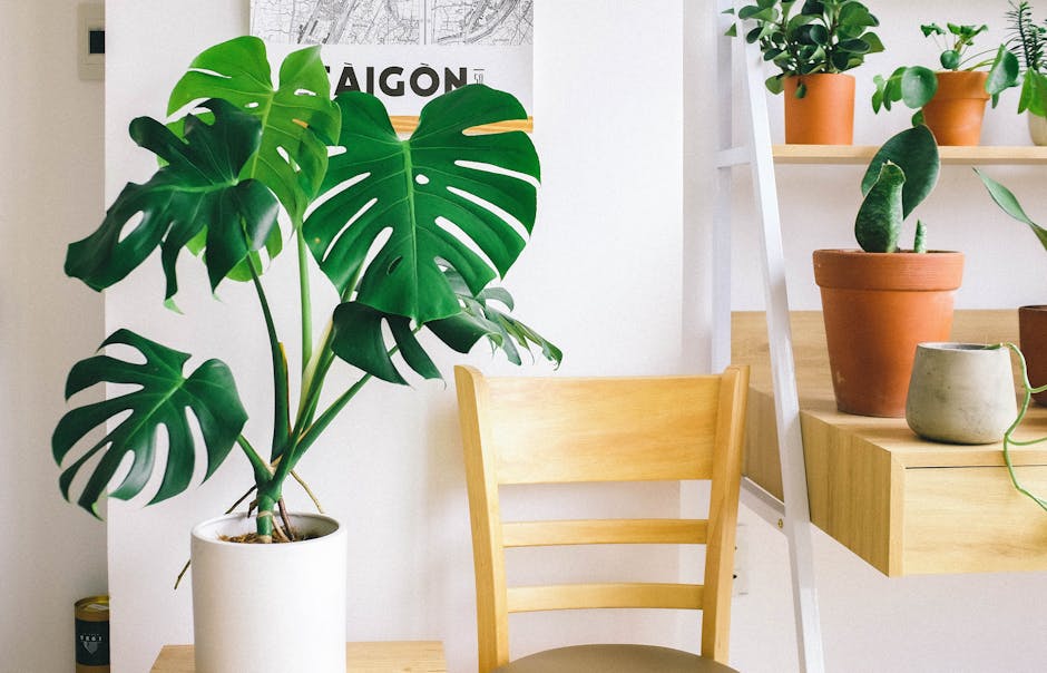 Plantas de interior resistentes a poca luz para decorar casas
