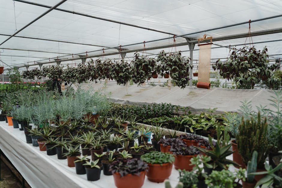Cómo cuidar plantas de interior fáciles de cuidar sin experiencia