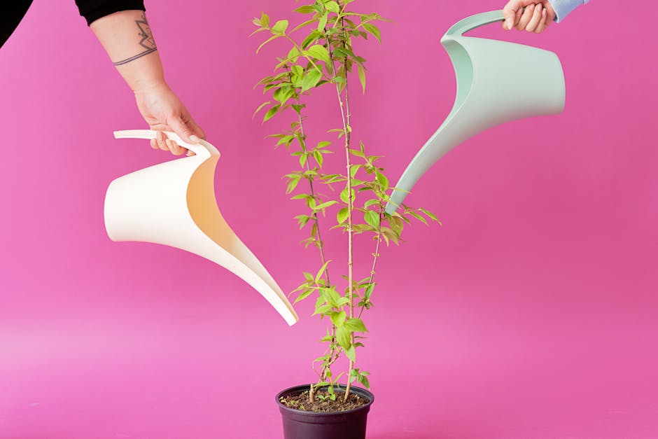 cuidados básicos para plantas de interior